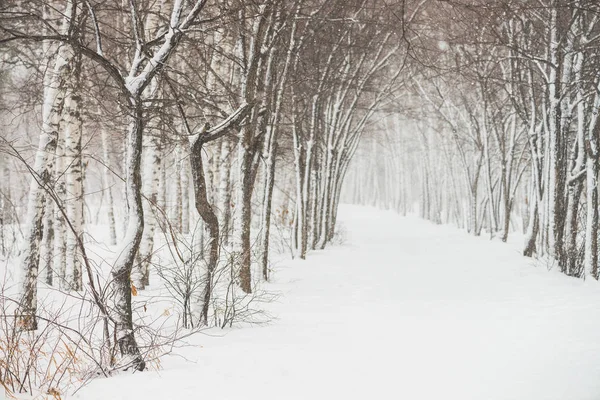 公园内树枝之间的雪隧道紧随其后 雪白的背景与小巷在树林 冬季树木在降雪时有霜冻的路径 雪落了 大气冬季景观 — 图库照片