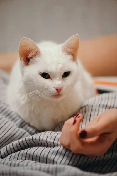 Beyaz Kedi Yatağın Üstünde Kadın Uzuvları Kedi Kızın Eline Bakar — Stok fotoğraf