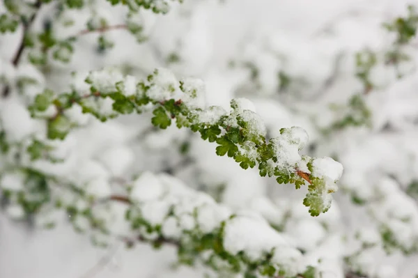 Ramo Groselhas Espinhosas Primavera Neve Folhas Verdes Neve — Fotografia de Stock