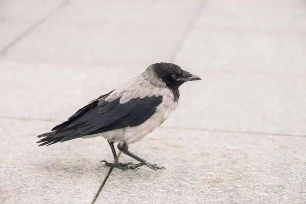 Pequeño Cuervo Negro Camina Acera Gris Con Espacio Copia Fondo — Foto de Stock