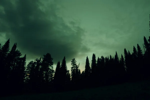 Dark Silhouettes High Pines Spruces Upwards Background Cloudy Sky Gloomy — Stock Photo, Image