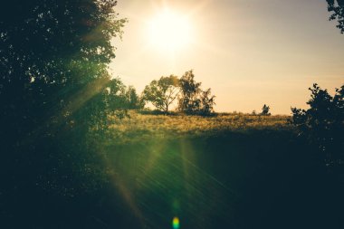 Parlak güneş bir ağacın üzerinde parlıyor. Güneşten hotspot ile alışılmadık manzara. Arka ışıkta ağacın güzel silueti.