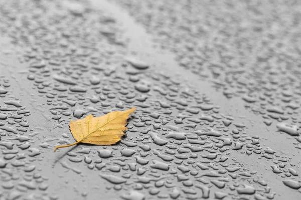 Żółty Liść Mokrej Powierzchni Krople Deszczu — Zdjęcie stockowe