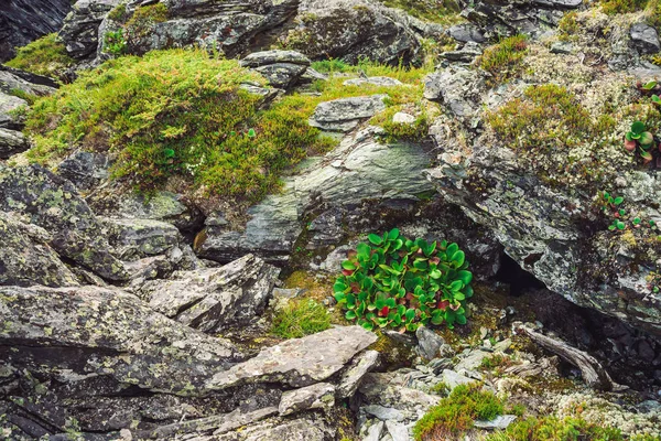 Hojas Verdes Rojas Bergenia Crassifolia Cerca Increíble Planta Crece Roca —  Fotos de Stock