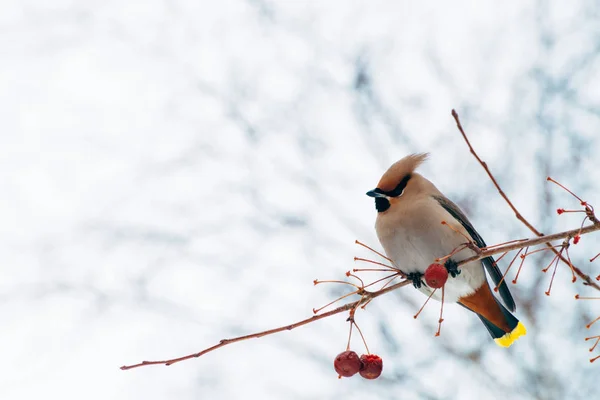 Bela Depilação Senta Brunch Árvore Colorido Pássaro Migratório Cantar Fundo — Fotografia de Stock