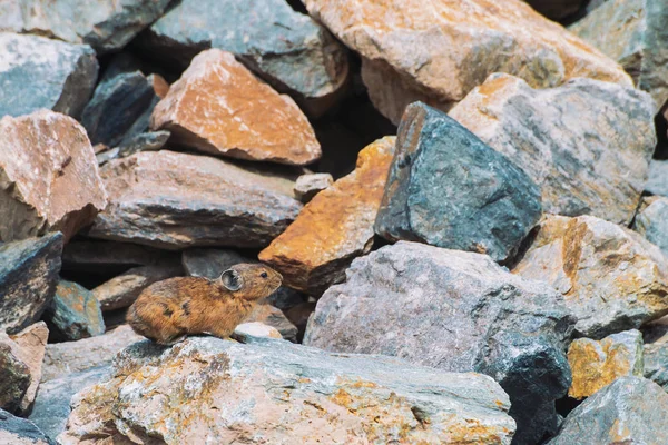 Pika rodent on stones in highlands. Small curious animal on colorful rocky hill. Little fluffy cute mammal on picturesque boulders in mountains. Small mouse with big ears. Little nimble pika.