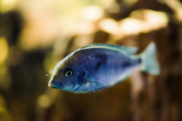 Sciaenochromis Fryeri Hal Kék Színű Fekete Foltok Lebeg Akváriumban Mbuna — Stock Fotó