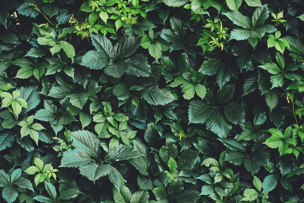Żywopłoty Wielkich Zielonych Liści Wiosną Zielony Ogrodzenie Winobluszcz Henryana Naturalne — Zdjęcie stockowe