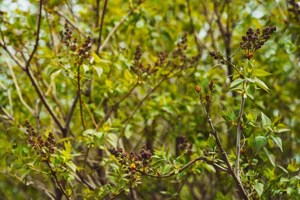 Gemme Siringhe Primavera Bellissimo Albero Lilla Primo Piano Sfondo Con — Foto Stock