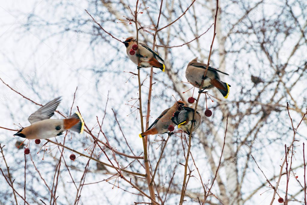 Many beautiful waxwings sits on brunch of tree and eating berry. Colorful migratory songbirds sing on sky background.