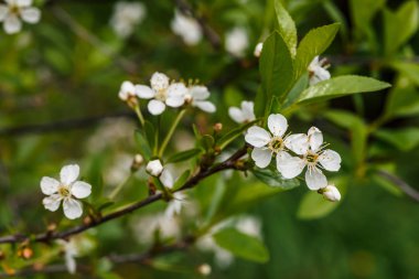 Ağaç cerasus yakın çekim güzel çiçekler. Kopya alanı ile makro dal bahar çiçekleri Romantik arka plan. Sarı pestle ve stamens ile küçük beyaz çiçekler. İlkbaharın çiçekaçan bitkileri.