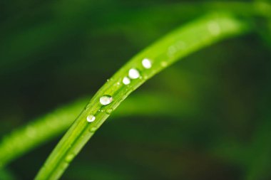 Çiy damlaları ile güzel canlı parlak yeşil çim kopya alanı ile yakın çekim. Saf, hoş, güzel yeşillik yağmur ile güneş ışığı makro damla. Yağmur havasında yeşil dokulu bitkilerden arka plan.