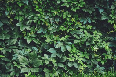 İlkbaharda büyük yeşil yaprakların çit. Parthenocissus henryana yeşil çit. Kız sıcağına üzümlerin doğal arka planı. Parthenocissus inserta çiçek dokusu. Zengin yeşillik. Botanik bahçesinde bitkiler.