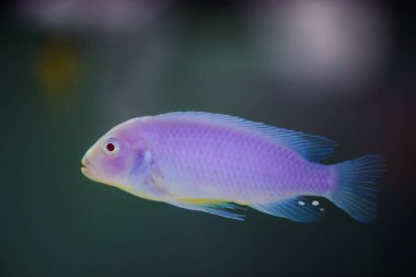 Albino Zebras balık akvaryumda yüzer. Metriaclima pyrsonotos, çiklitler, balık tankında mbuna.