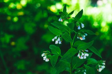 Zengin yeşil yaprakları ile comfrey Mavi çiçekler kopya alanı ile bokeh arka plan üzerinde büyür. Makroküçük çan çiçekleri. Güzel bitki yakın.