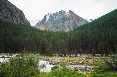 Dev dağlara ve karlı üstlere karşı vadide dağ deresi. Buzula karşı deredeki su akıntısı. Zengin bitki örtüsü ve yayla ormanı. Görkemli doğanın muhteşem atmosferik manzarası.