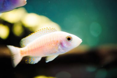 Albino Zebras balık akvaryumda yüzer. Metriaclima pyrsonotos, çiklitler, balık tankında mbuna.