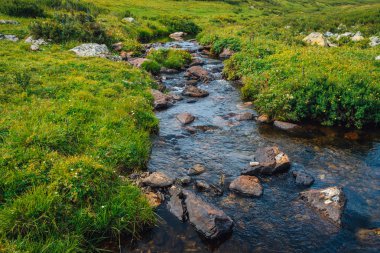 Güneşli bir günde yeşil vadide kaynak suyu akışı. Zengin yayla bitkisi. Dağ deresi yakınlarında inanılmaz dağlık bitki örtüsü. Harika cennet manzara. Paradisiacal güneşli pitoresk sahne.