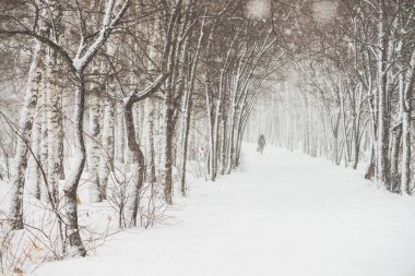 Park alanında ağaç dalları arasında karlı tünel kapatın. Koru sokak ile karlı beyaz arka plan. Kar yağışı sırasında boğuk buz ile kış ağaçları arasında yol. Kar yağışı. Atmosferik kış manzarası.