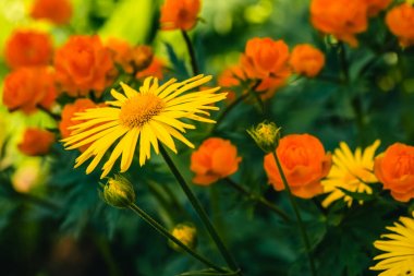 Güzel arnica yakın kopya alanı ile sıcak globeflowers arka planda büyümek. Yeşil ve peri arka plan üzerinde makro turuncu merkezi ile parlak sarı taze bitkiler. Şifalı bitkiler.