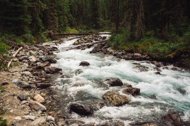 Vahşi Dağ Deresi 'ndeki buzuldan taşlı harika bir hızlı su akıntısı. Dere manzarası, zengin bitki örtüsü, orman ve dağ arka planda. İskoçya 'nın atmosferik manzarası.