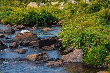 Güneşli bir günde yeşil vadide kaynak suyu akışı. Zengin yayla bitkisi. Dağ deresi yakınlarında inanılmaz dağlık bitki örtüsü. Harika cennet manzara. Paradisiacal güneşli pitoresk sahne.