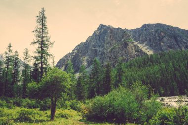 Vadideki dağ derelerine karşı dev kayalara karşı küçük sedir. Dağlardan gelen derede su akıntısı. Zengin bitki örtüsü ve yayla ormanı. Kozalaklı ağaçlar. Görkemli doğanın atmosferik manzarası.