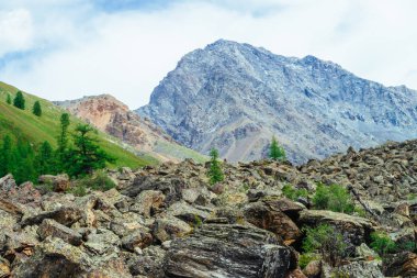 Dağlık bölgelerde iğne yapraklı ağaçlar. Taşlı tepedeki karaçam ağaçları. Harika dev kayalık dağlar. Dağ. Büyük kayalar. Dağ bitkisi. Kozalaklı orman. Görkemli doğanın inanılmaz canlı yeşil manzara.