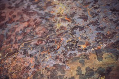 Makrodaki çok renkli kaya düzlemi. Güzel kaya yüzeyi yakın. Renkli dokulu taş. Yosun ve likenler ile dağlık kaya Inanılmaz ayrıntılı arka plan. Dağın doğal dokusu.