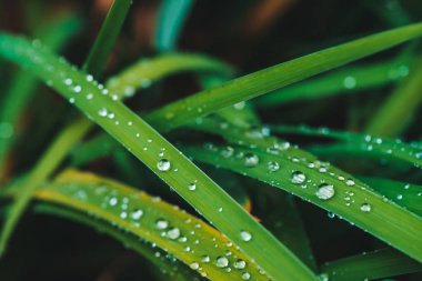 Çiy damlaları ile güzel canlı parlak yeşil çim kopya alanı ile yakın çekim. Saf, hoş, güzel yeşillik yağmur ile güneş ışığı makro damla. Yağmur havasında yeşil dokulu bitkilerden arka plan.