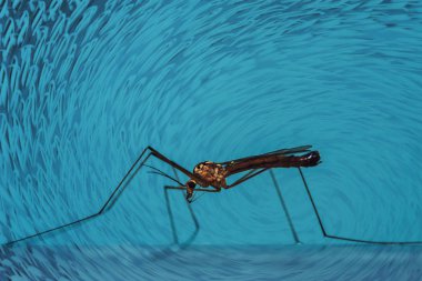 Büyük sivrisinek mavi duvar yakın çekim oturur. Mavi arka plan üzerinde dev böcek makro fotoğraf.