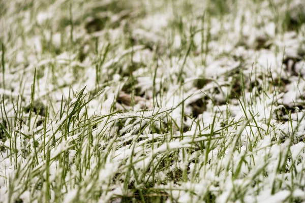 Herbe Verte Sur Pelouse Couverte Neige Blanche Cristaux Glace Sur — Photo