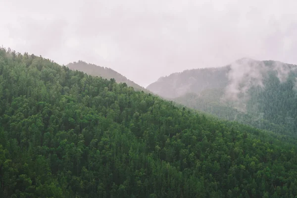 晨雾中高地的常绿森林覆盖 山间的神秘阴霾 大气雾山景观雄伟的自然 — 图库照片