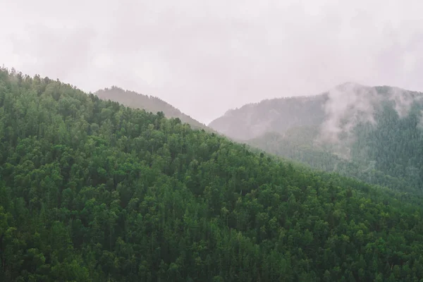 Evergreen forest cover in highlands in morning fog. Mystic haze among hills. Atmospheric misty mountain landscape of majestic nature.