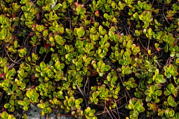 セダムは春に地面に成長します 緑の植物が地面を覆った 春の多肉植物の背景画像 赤い小さな葉を持つ植物からの緑の自然な質感 — ストック写真