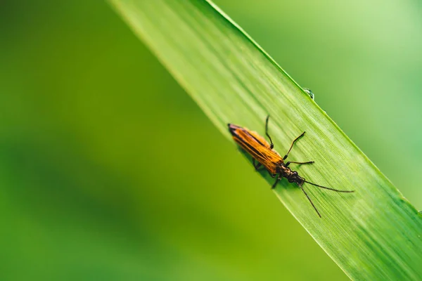Маленький Жук Cerambycidae Яркой Блестящей Зеленой Траве Капли Росы Крупным — стоковое фото