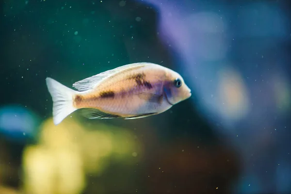 Sciaenochromis Fryeri Fish Blue Color Floats Aquarium Mbuna Fish Tank — Stock Photo, Image