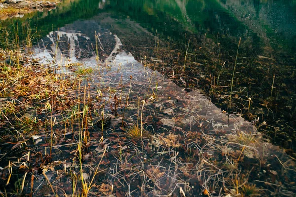 Plantes Sur Fond Lac Montagne Avec Eau Propre Gros Plan — Photo