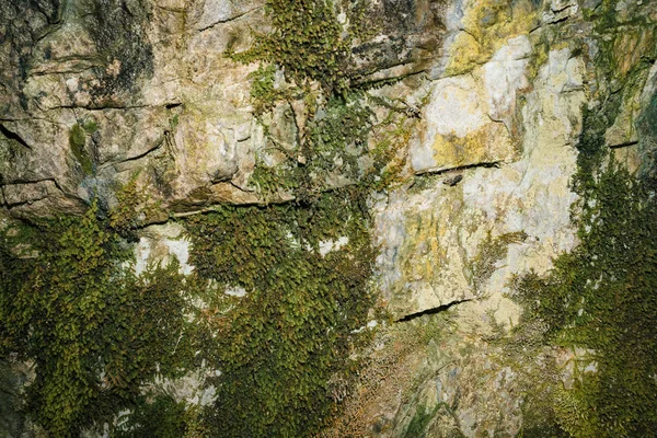 苔や地衣類は洞窟内の石垣に生える 石垣の湿度 苔と地衣類の背景画像 — ストック写真