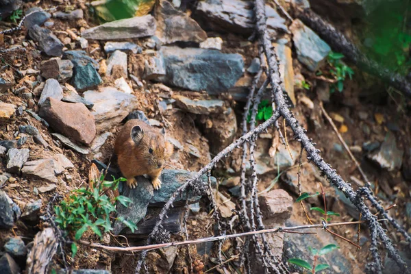 Pika rodent on stones in highlands. Small curious animal on colorful rocky hill. Little fluffy cute mammal on picturesque boulders in mountains. Small mouse with big ears. Little nimble pika.