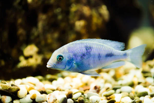 Sciaenochromis Fryeri Pesce Colore Blu Con Macchie Nere Galleggia Acquario — Foto Stock