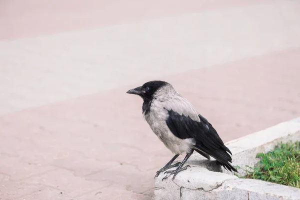 Svart Crow Promenader Gränsen Nära Gray Trottoaren Bakgrund Grönt Gräs — Stockfoto