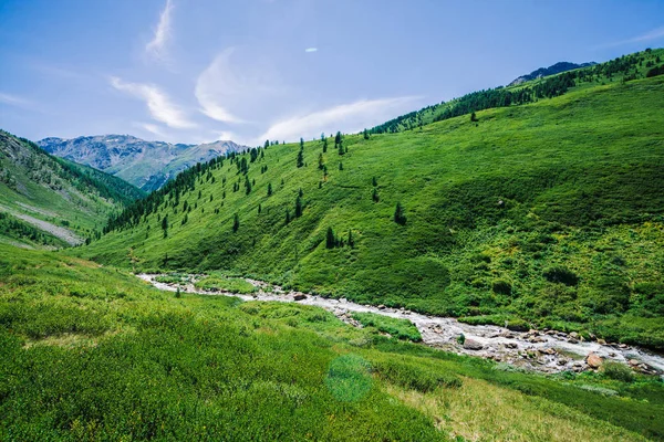 Güneşli Bir Günde Yayla Zengin Bitki Örtüsü Arasında Yeşil Vadide — Stok fotoğraf