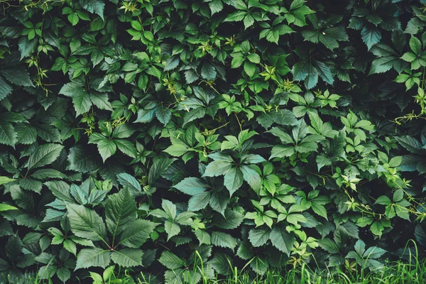 Żywopłoty Wielkich Zielonych Liści Wiosną Zielony Ogrodzenie Winobluszcz Henryana Naturalne — Zdjęcie stockowe