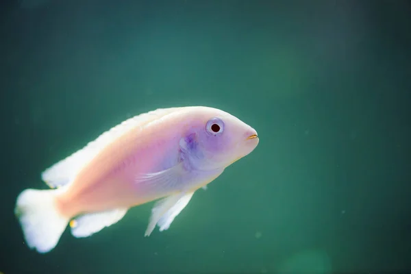 Albino Zebra Drijven Aquarium Metriaclima Pyrsonotos Cichdeksels Mbuna Aquarium — Stockfoto