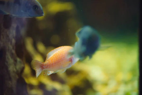 Viele Mmbunfische Schwimmen Aquarium Gruppe Von Buntbarschen Fischbecken Hintergrundbild — Stockfoto