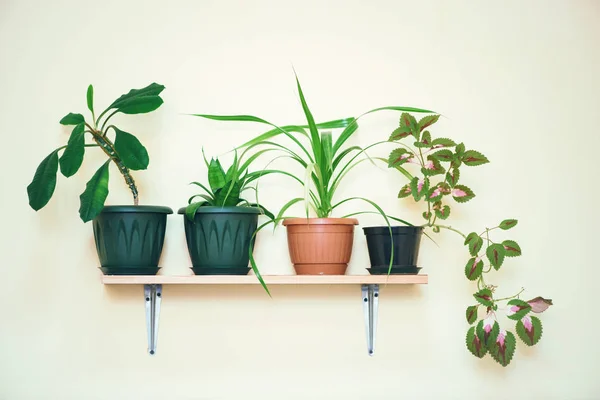 Las Plantas Casa Crecen Macetas Estante Fijado Una Pared Ligera —  Fotos de Stock