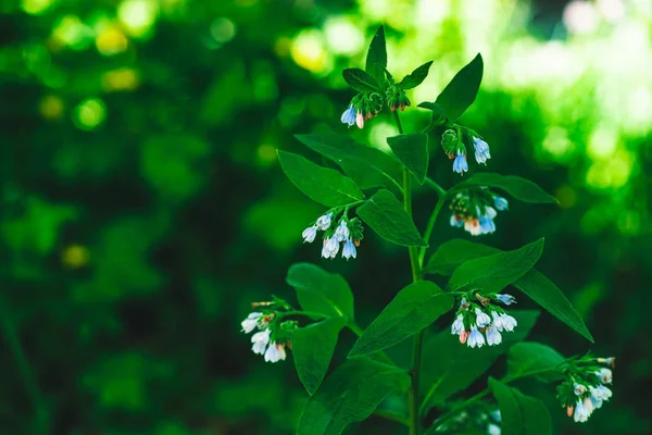 Blue Flowers Comfrey Rich Green Leaves Grow Bokeh Background Copy — Stock Photo, Image
