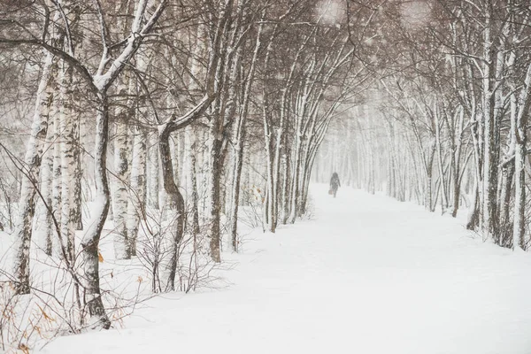 公园内树枝之间的雪隧道紧随其后 雪白的背景与小巷在树林 冬季树木在降雪时有霜冻的路径 雪落了 大气冬季景观 — 图库照片