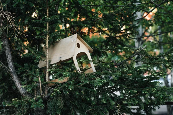 Birdhouse Gałęzi Drzewa Iglastego Środowisku Miejskim — Zdjęcie stockowe